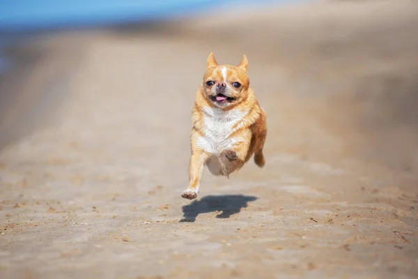 Chihuahua Dog Running Beach — Stock Photo, Image