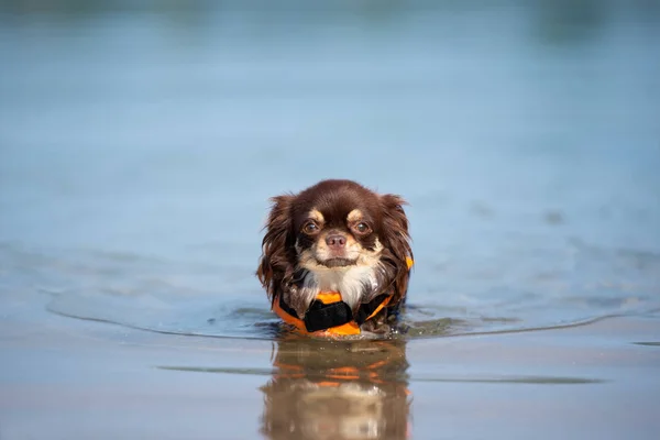 Chihuahua Dog Simmin Flytväst — Stockfoto