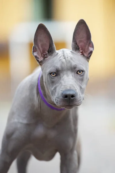 Thai Ridgeback Cane Ritratto All Aperto — Foto Stock