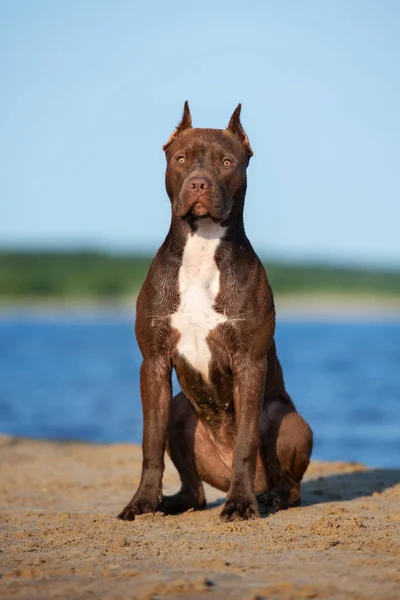 Brown American Pit Bull Terrier Dog Beach — Stock Photo, Image