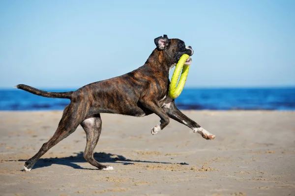 Perro Boxeador Alemán Corriendo Una Playa — Foto de Stock