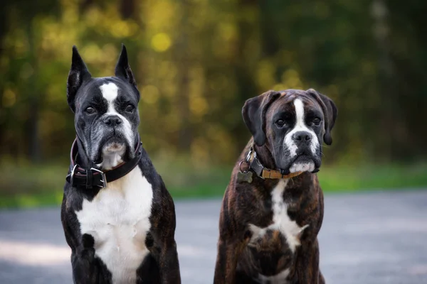 Två Tyska Boxerhundar Poserar Sommaren — Stockfoto