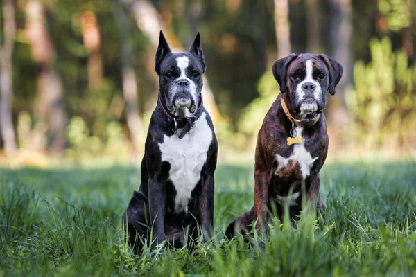 Zwei Deutsche Boxerhunde Posieren Sommer — Stockfoto