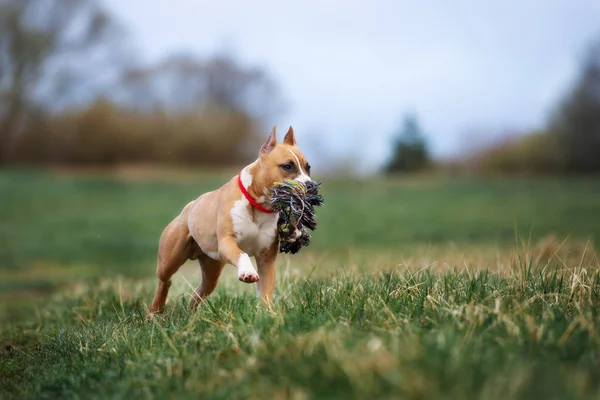 Baharda Dışarıda Teriyer Köpeği Var — Stok fotoğraf