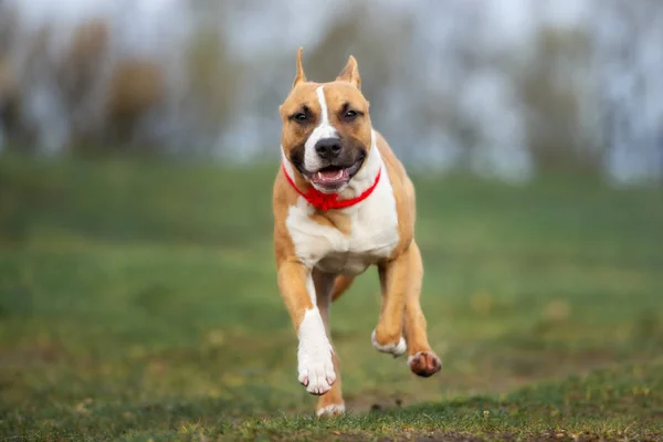 Staffordshire Terrier Cão Livre Primavera — Fotografia de Stock