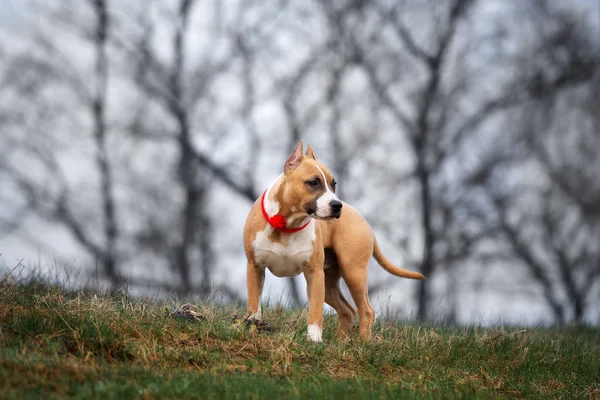 Staffordshire Terrier Kutya Szabadban Tavasszal — Stock Fotó
