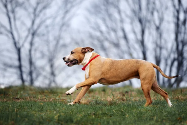 Staffordshire Terrier Kutya Szabadban Tavasszal — Stock Fotó