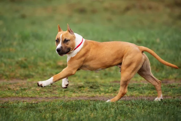 Staffordshire Terrier Cão Livre Primavera — Fotografia de Stock