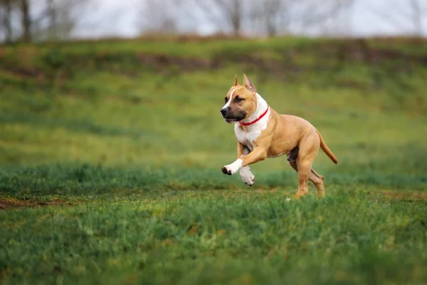 Staffordshire Terrier Pies Świeżym Powietrzu Wiosną — Zdjęcie stockowe