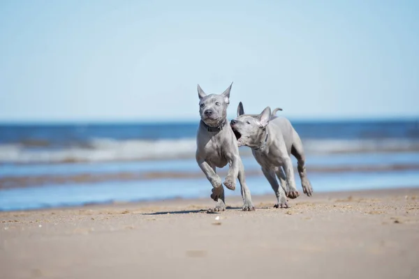 Two Thai Ridgeback Dogs Beach — Stock Photo, Image