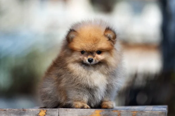 Chiot Spitz Poméranien Plein Air Été — Photo