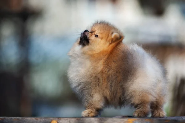 Pomeranian Spitz Cachorro Aire Libre Verano —  Fotos de Stock