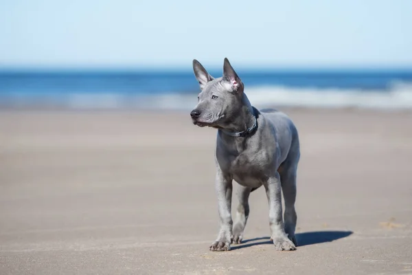 Thajský Ridgeback Pes Pláži — Stock fotografie