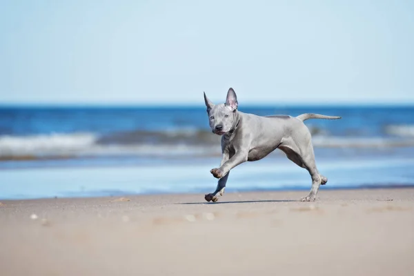Тай Ridgeback Собака Пляже — стоковое фото