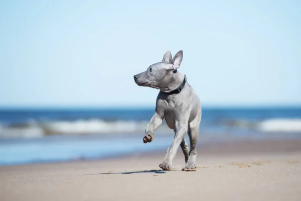 Kumsalda Gezen Bir Köpek — Stok fotoğraf