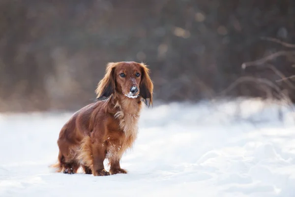 Anjing Dachshund Merah Luar Ruangan Musim Dingin — Stok Foto