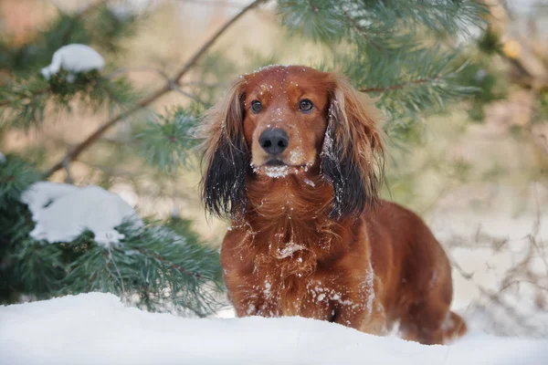 Red Dachshund Dog Outdoors Winter — Stock Photo, Image