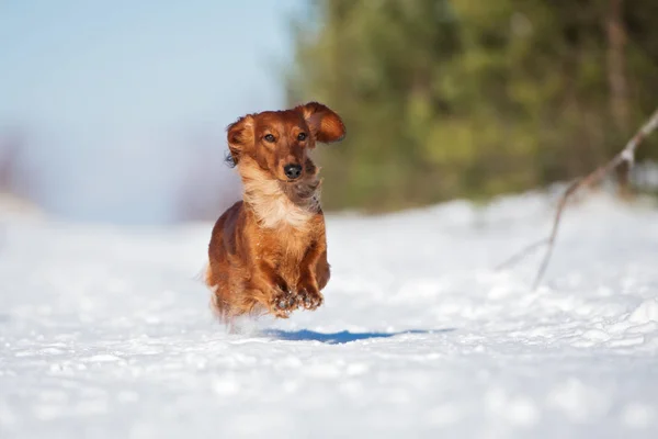 Cão Dachshund Vermelho Livre Inverno — Fotografia de Stock