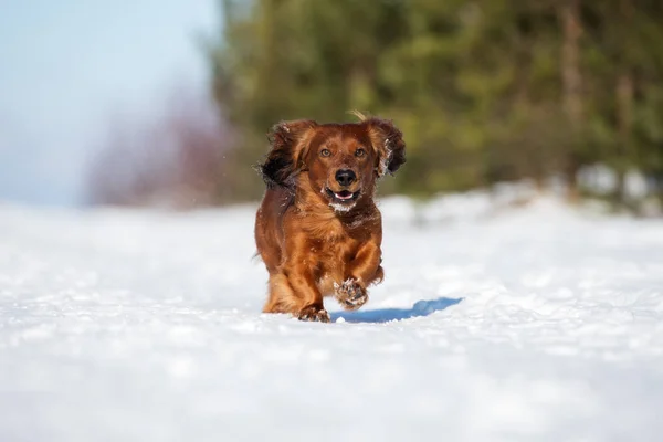 Rode Teckel Hond Buiten Winter — Stockfoto