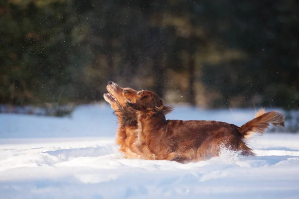 Two Dachshund Dogs Outdoors Winter — Stock Photo, Image