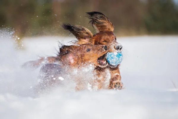 冬に屋外で2匹のダックスフント犬が — ストック写真