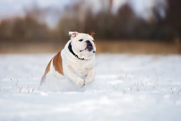 Engelse Bulldog Buiten Winter — Stockfoto