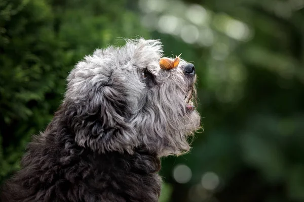 Mixed breed dog with a snail on her nose — Stock Image Mixed Breed Dog Snail Her Nose Stock Image