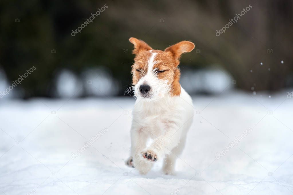 jack russell terrier dog running outdoors in winter