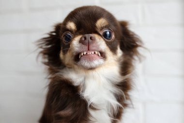 Agresif chihuahua köpeği hırlıyor ve sinirli görünüyor.