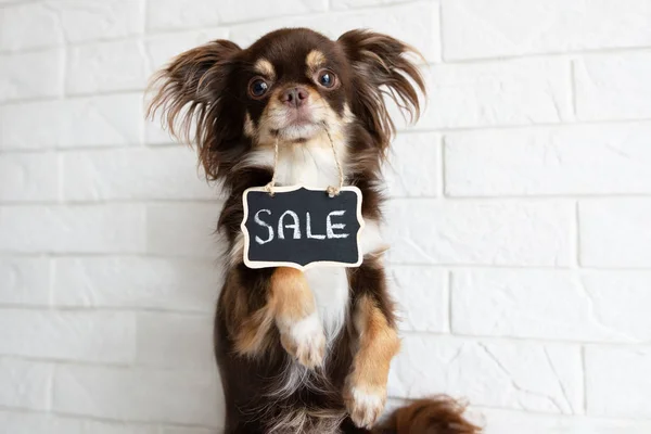 Chihuahua chien tenant la bannière de vente dans la bouche — Photo