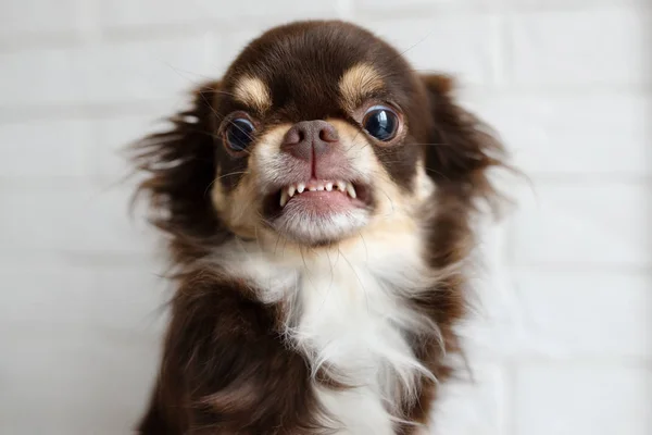 Agressieve chihuahua hond grommen en kijken boos — Stockfoto