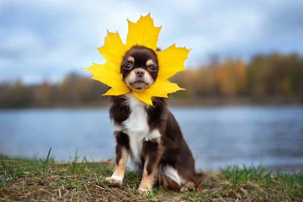Funny chihuahua dog with a maple leaf on her head — ストック写真