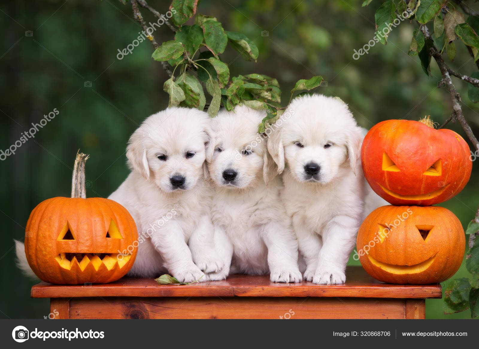 Three Golden Retriever Puppies Sitting Together Carved Pumpkins Outdoors Stock Photo By C Ots Photo 320868706