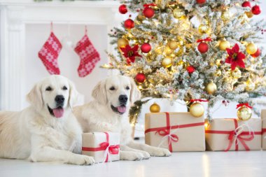 İki mutlu Golden Retriever köpeği Noel ağacında hediyelerle poz veriyor.