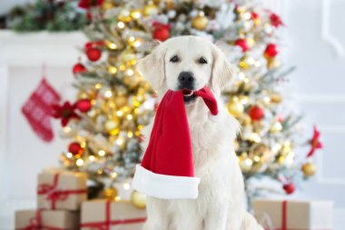 Golden Retriever köpeği Noel Baba şapkasını ağzında tutuyor, Noel ağacının yanında poz veriyor.