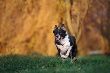Mutlu sınır köpekleri sonbaharda dışarıda koşuyor.