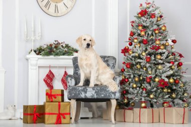 Golden Retriever köpeği Noel süsleriyle poz veriyor.