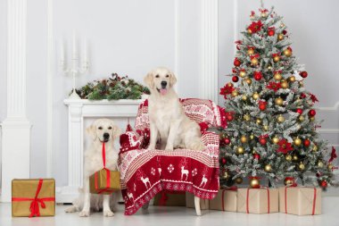 Noel için poz veren iki golden retriever köpeği