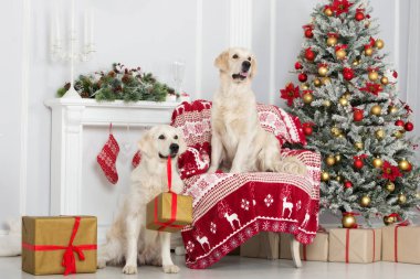 Noel süsleriyle poz veren iki golden retriever köpeği.