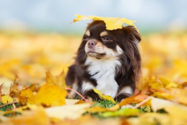 Kafasında sarı bir akçaağaç yaprağı olan kahverengi bir chihuahua köpeği.