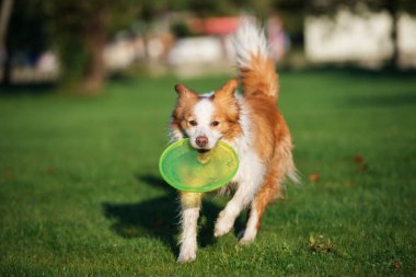 happy border collie dog running with a flying disc in mouth in the park
