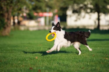 happy border collie dog running and playing with a ring toy in the park