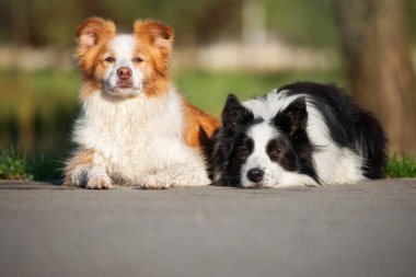 Parkta yatan iki çoban köpeği.