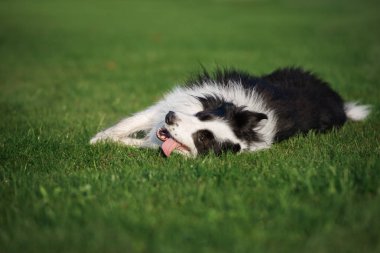 Mutlu sınır köpekleri Yazın çimlerde yuvarlanıyor