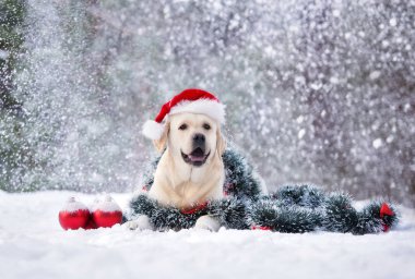 Noel Baba şapkalı mutlu labrador köpeği karda noel süsleriyle poz veriyor.
