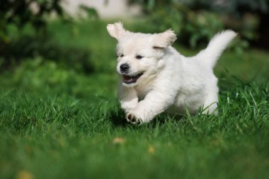 Mutlu Golden Retriever köpekleri Yazın çimenlerde koşar