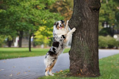 Mutlu Avustralya çoban köpeği parktaki bir ağaca yaslanıp duruyor.