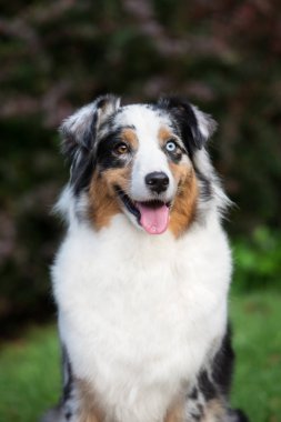 Farklı renkte gözleri olan mutlu bir çoban köpeği. Açık havada portre.