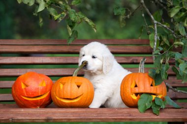 Golden Retriever köpeği oyulmuş balkabaklarıyla bankta oturuyor.