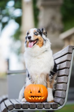 Bir bankta balkabağıyla poz veren mutlu Avustralya çoban köpeği.